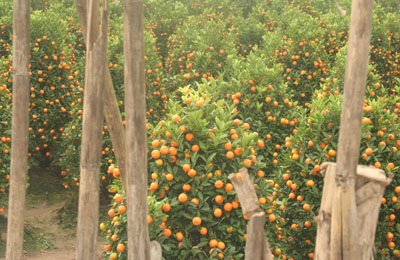 Hà Nội: Đào, quất đáp ứng đủ cho dịp Tết Tân Mão - 2