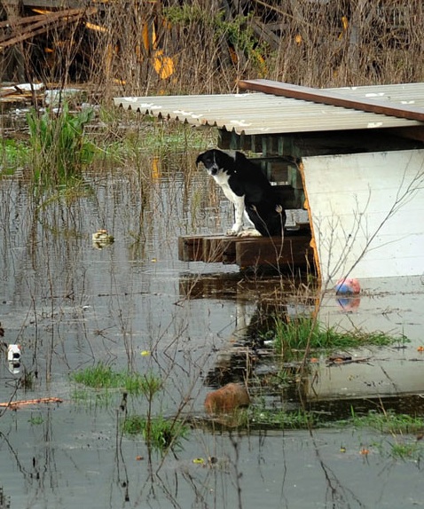 Trận lụt lịch sử càn quét vùng Balkan - 16
