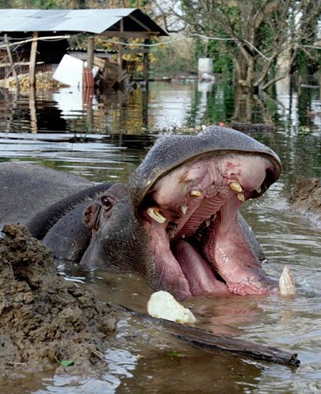 Trận lụt lịch sử càn quét vùng Balkan - 4