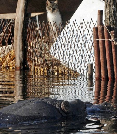 Trận lụt lịch sử càn quét vùng Balkan - 5