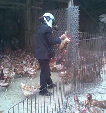 Người Hà Nội đang ăn nhiều thịt gà Trung Quốc - 1 Người Hà Nội đang ăn nhiều thịt gà Trung Quốc - 1
