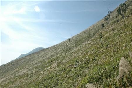 Ngất ngây cánh đồng lau trên đỉnh Pú Bút - Điện Biên - 10