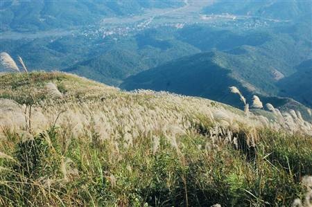 Ngất ngây cánh đồng lau trên đỉnh Pú Bút - Điện Biên - 13