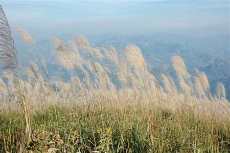 Ngất ngây cánh đồng lau trên đỉnh Pú Bút - Điện Biên - 15