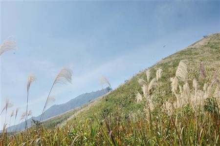 Ngất ngây cánh đồng lau trên đỉnh Pú Bút - Điện Biên - 2