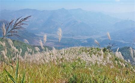 Ngất ngây cánh đồng lau trên đỉnh Pú Bút - Điện Biên - 3