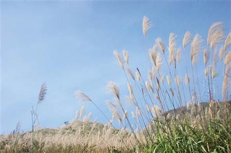 Ngất ngây cánh đồng lau trên đỉnh Pú Bút - Điện Biên - 4