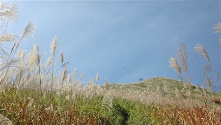 Ngất ngây cánh đồng lau trên đỉnh Pú Bút - Điện Biên - 5