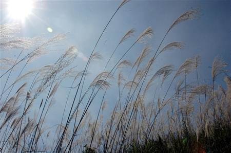 Ngất ngây cánh đồng lau trên đỉnh Pú Bút - Điện Biên - 6