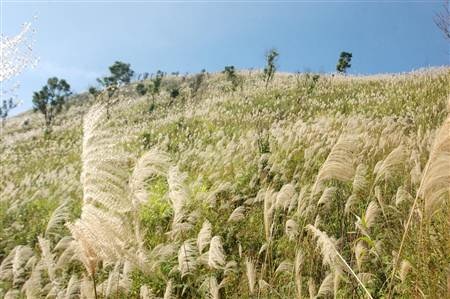 Ngất ngây cánh đồng lau trên đỉnh Pú Bút - Điện Biên - 7