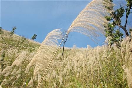 Ngất ngây cánh đồng lau trên đỉnh Pú Bút - Điện Biên - 8