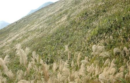 Ngất ngây cánh đồng lau trên đỉnh Pú Bút - Điện Biên - 9