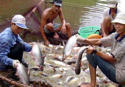 Cá tra trong “danh sách đỏ” - cần hiểu đúng bản chất - 1 Cá tra trong “danh sách đỏ” - cần hiểu đúng bản chất - 1