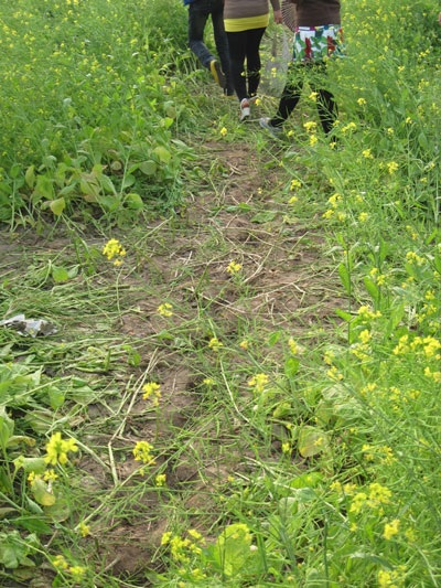 Ngậm ngùi hoa cải ven đô - 10 Ngậm ngùi hoa cải ven đô - 10