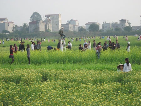 Ngậm ngùi hoa cải ven đô - 2 Ngậm ngùi hoa cải ven đô - 2