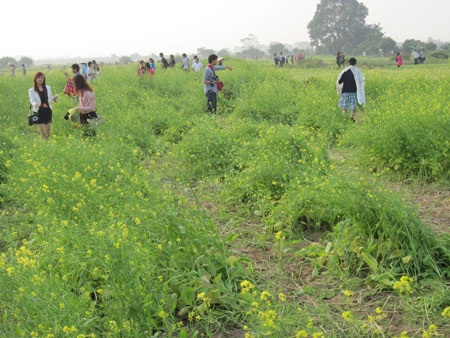 Ngậm ngùi hoa cải ven đô - 3 Ngậm ngùi hoa cải ven đô - 3