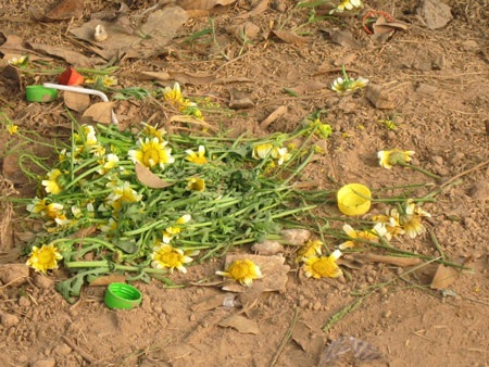 Ngậm ngùi hoa cải ven đô - 5 Ngậm ngùi hoa cải ven đô - 5