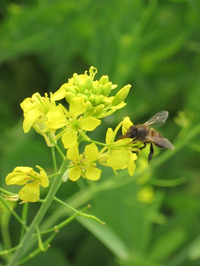 Ngậm ngùi hoa cải ven đô - 6 Ngậm ngùi hoa cải ven đô - 6