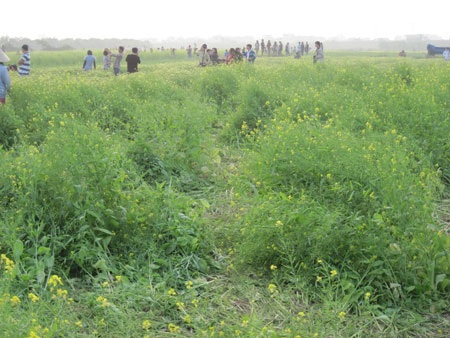 Ngậm ngùi hoa cải ven đô - 7 Ngậm ngùi hoa cải ven đô - 7