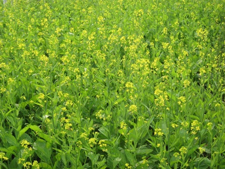 Ngậm ngùi hoa cải ven đô - 8 Ngậm ngùi hoa cải ven đô - 8