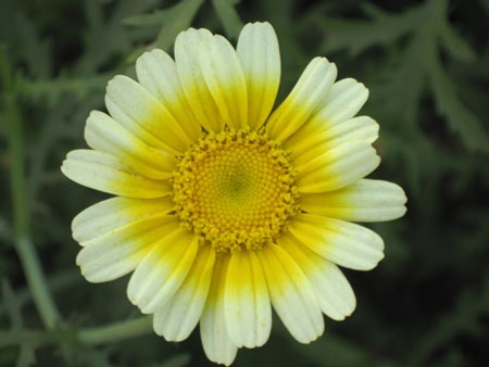 Ngậm ngùi hoa cải ven đô - 9 Ngậm ngùi hoa cải ven đô - 9