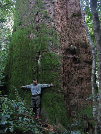 Cây Sa mu dầu cao 70m được công nhận “Cây Di sản Việt Nam” - 2