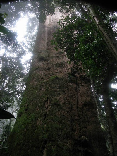 Cây Sa mu dầu cao 70m được công nhận “Cây Di sản Việt Nam” - 3