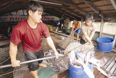WWF Vietnam đồng ý đưa cá tra khỏi danh mục đỏ - 1 WWF Vietnam đồng ý đưa cá tra khỏi danh mục đỏ - 1