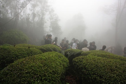 Bà Nà huyền ảo trong sương - 5