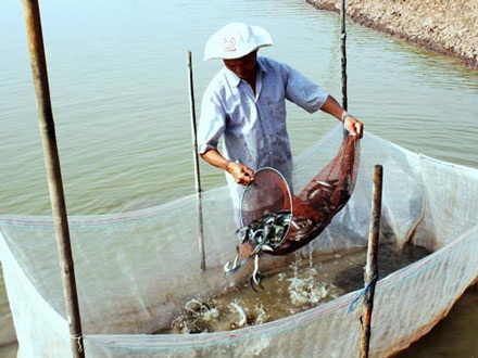 “Thoát” tin đồn nhảm, cá kèo hồi sinh - 1 “Thoát” tin đồn nhảm, cá kèo hồi sinh - 1