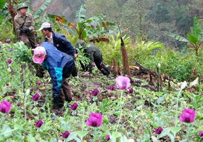 Một xã trồng tới hơn 12.000 m2 thuốc phiện - 1 Một xã trồng tới hơn 12.000 m2 thuốc phiện - 1