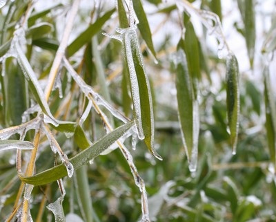 Rét đậm sẽ kéo dài 1 - 2 ngày nữa - 1 Rét đậm sẽ kéo dài 1 - 2 ngày nữa - 1