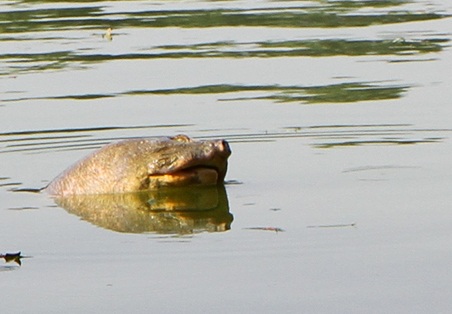 Chùm ảnh: Hà Nội nắng đẹp, cụ rùa lại nổi - 5