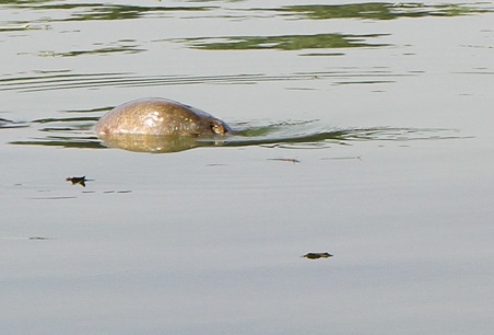 Chùm ảnh: Hà Nội nắng đẹp, cụ rùa lại nổi - 6