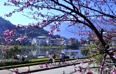 Du khách Sa Pa háo hức ngắm hoa anh đào nở sớm - 1