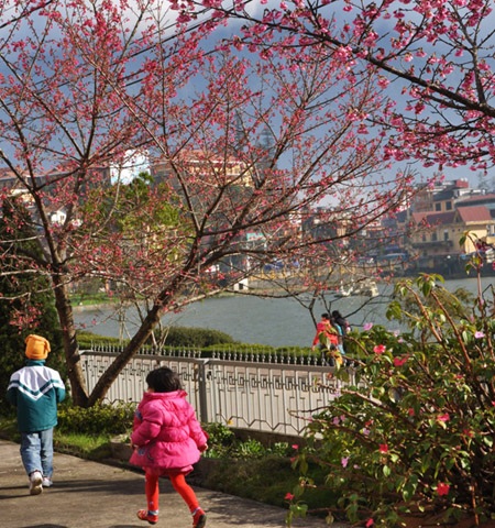 Du khách Sa Pa háo hức ngắm hoa anh đào nở sớm - 2