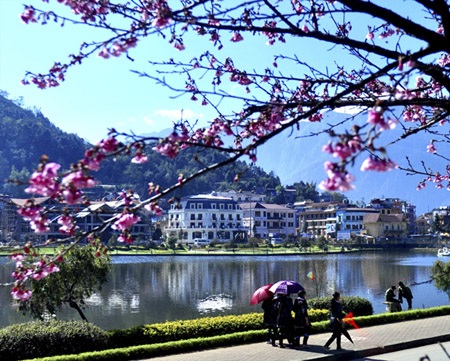 Du khách Sa Pa háo hức ngắm hoa anh đào nở sớm - 3