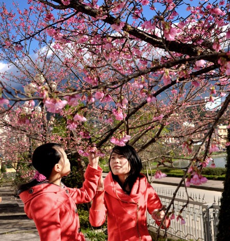 Du khách Sa Pa háo hức ngắm hoa anh đào nở sớm - 4