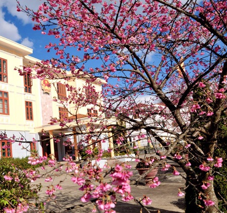 Du khách Sa Pa háo hức ngắm hoa anh đào nở sớm - 5