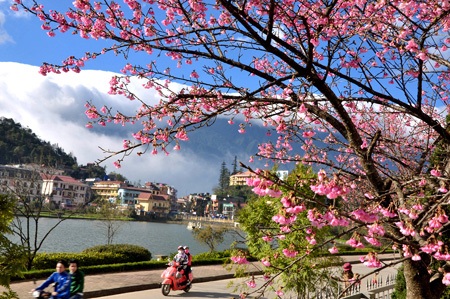 Du khách Sa Pa háo hức ngắm hoa anh đào nở sớm - 6