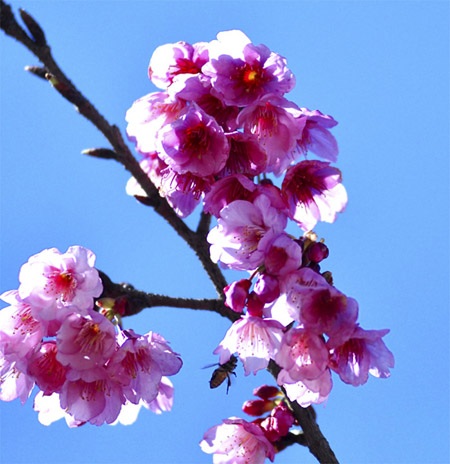 Du khách Sa Pa háo hức ngắm hoa anh đào nở sớm - 7