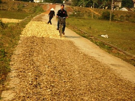 Hãi hùng nhìn thuốc Bắc rải đầy đường - 1