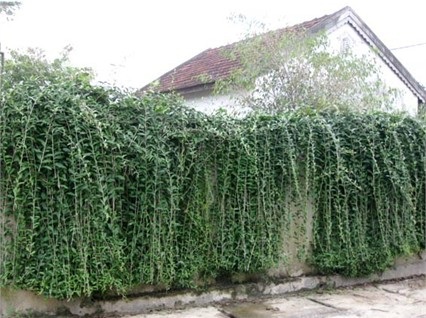 Đẹp mê hồn nét quê Tùng Ảnh - 7