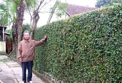 Đẹp mê hồn nét quê Tùng Ảnh - 11