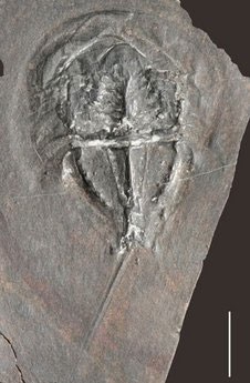 Trung Quốc phát hiện “kho báu” hóa thạch 20.000 năm - 5