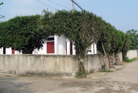 Đẹp mê hồn nét quê Tùng Ảnh - 13