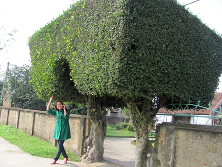 Đẹp mê hồn nét quê Tùng Ảnh - 3