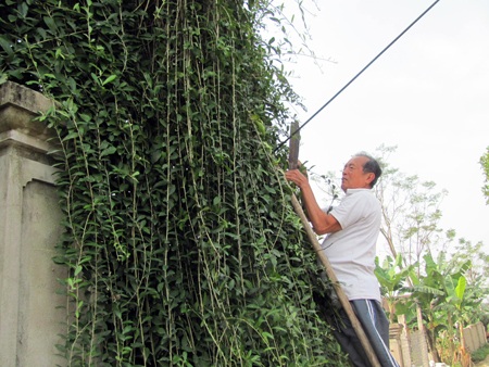 Đẹp mê hồn nét quê Tùng Ảnh - 5