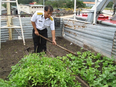 Vườn rau trên... boong tàu - 1 Vườn rau trên... boong tàu - 1