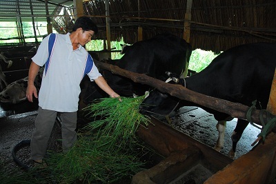 Làm giàu từ bò sữa - 1